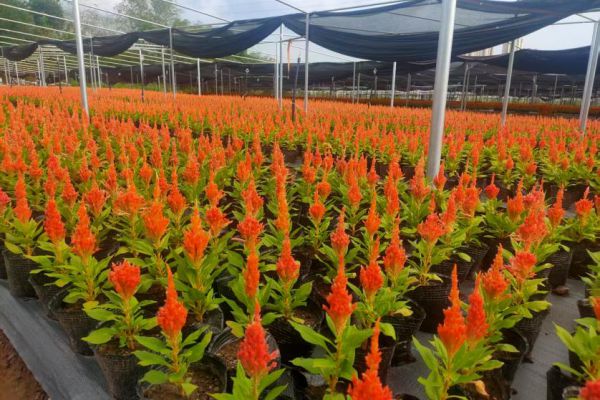 城投花木公司龍窩溝苗圃竣工投產(chǎn) 助力苗木產(chǎn)業(yè)升級